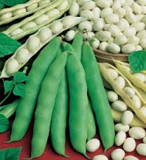 FAGIOLO COCCO BIANCO NANO GR.500